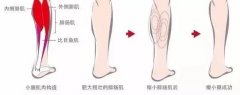 正大健康营养师辅助减肥瘦小腿